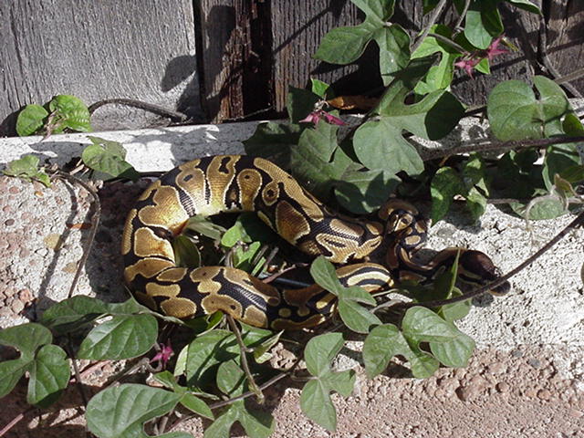 female ball