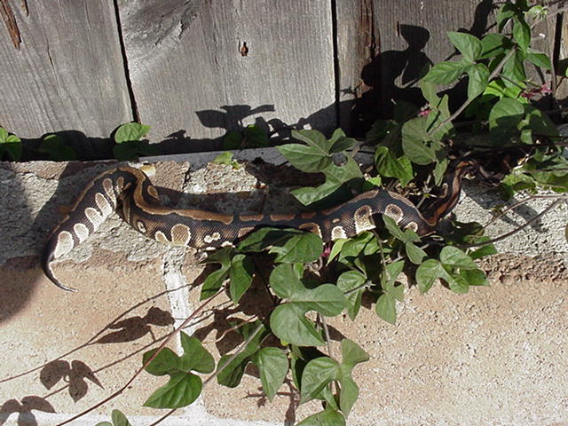 another shot of male bp
