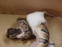 female ball feed day