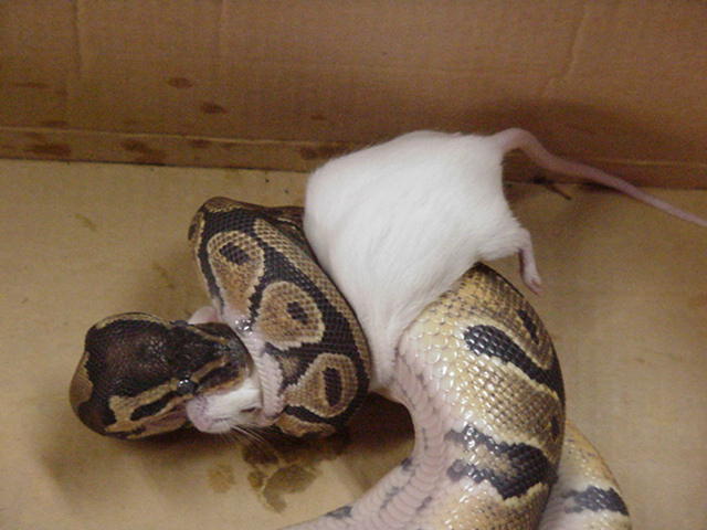 female ball feed day