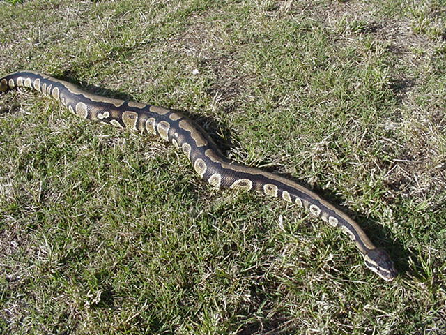 male ball