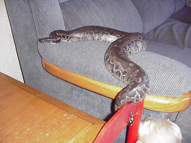 female black  blood