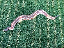 Back yard pic of male blood