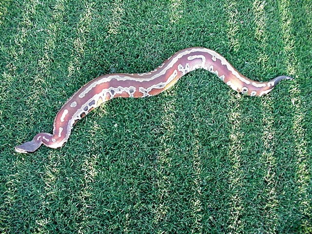Back yard pic of male blood