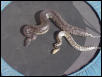 male and female blacks