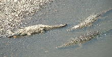 3 C. acutus