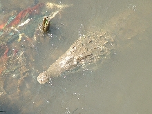 Dirty Water