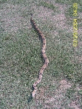 Full 6 1/2 Feet