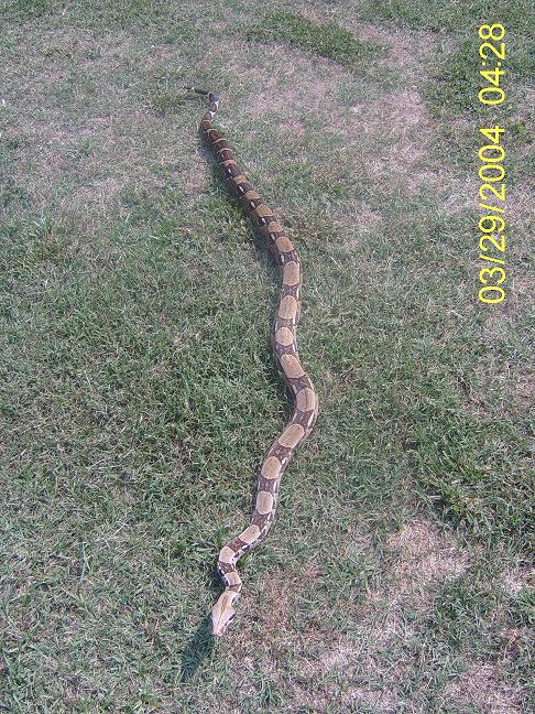 Full 6 1/2 Feet
