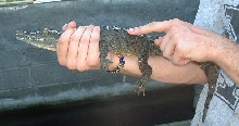 Lil' Croc