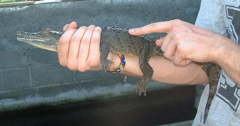 Lil' Croc