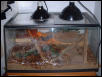 tokay cage