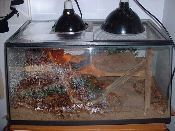 tokay cage