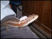 My plated male with a mouse