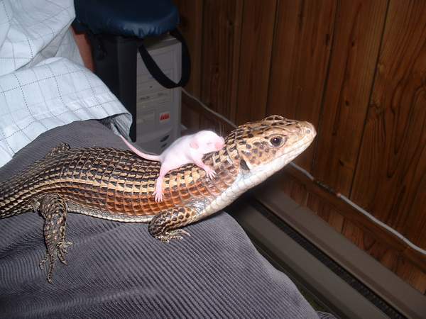 My plated male with a mouse