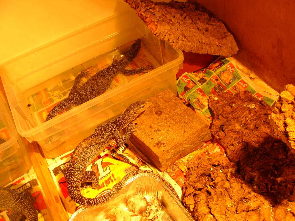 mangrove monitor