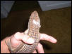 SICK LIZARD :(