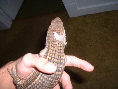 SICK LIZARD :(