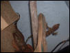 My two lil tokay