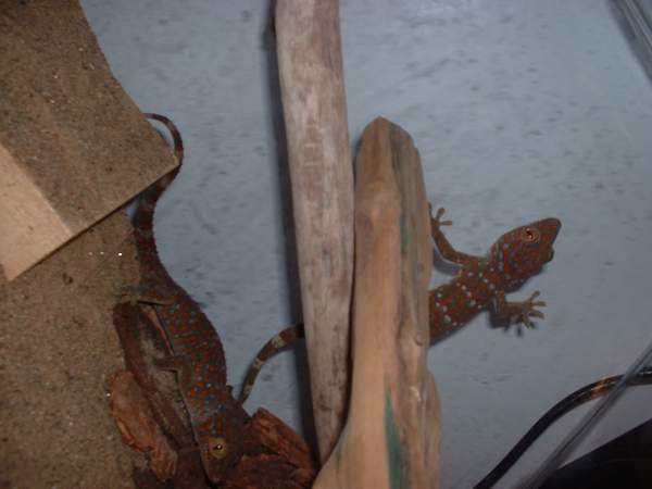 My two lil tokay