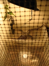 mangrove bath