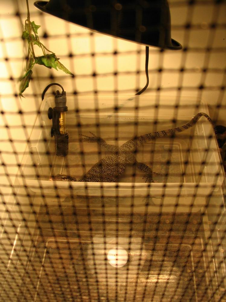 mangrove bath