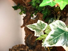 monitor hiding