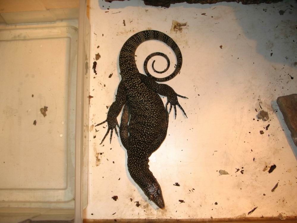 mangrovee