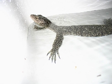 varan