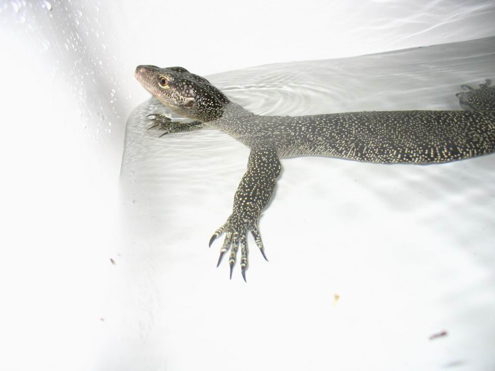 varan