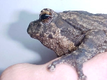Great Gray Tree frog