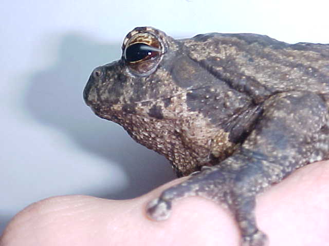 Great Gray Tree frog