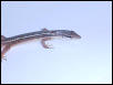 Long tailed lizard