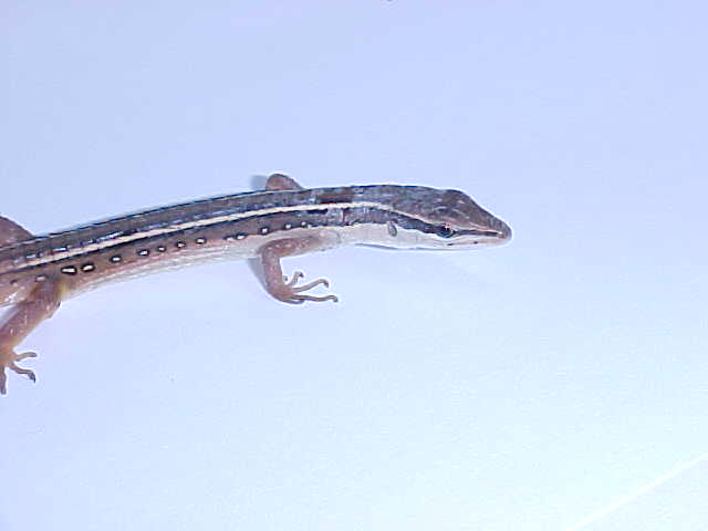Long tailed lizard