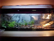 COMMUNITY TANK