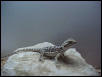 Guss the Beardie
