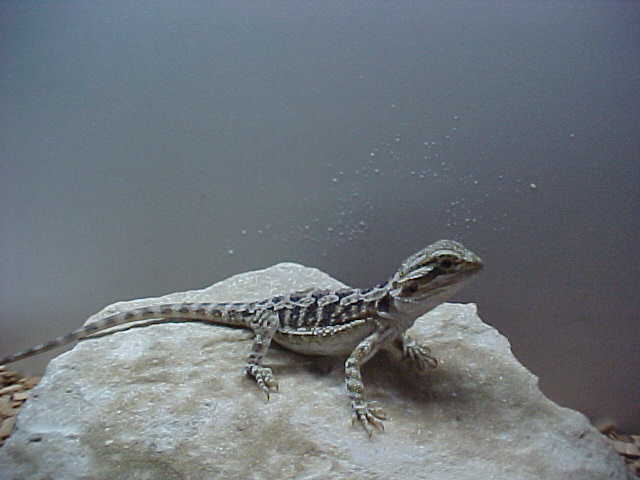 Guss the Beardie