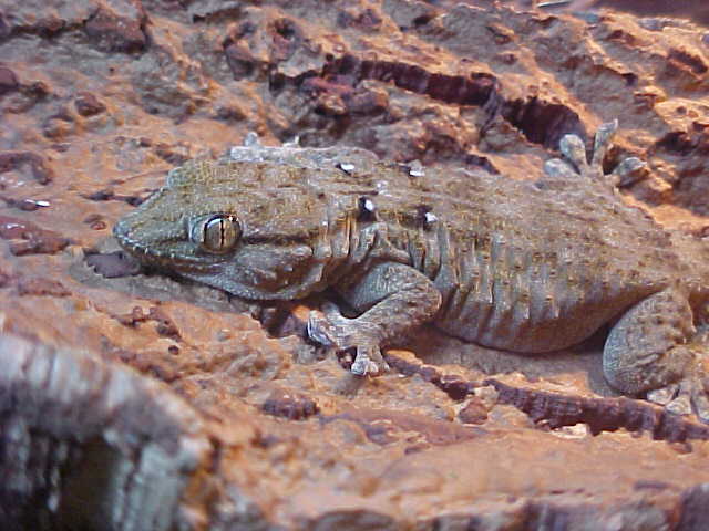 My White Spotted Gecko