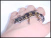 Little Leopard gecko