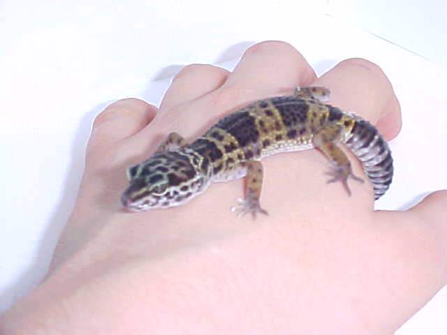 Little Leopard gecko