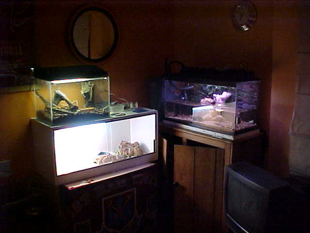 Some of my tanks