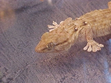 Tarentola Annularis