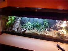 Community Terrarium