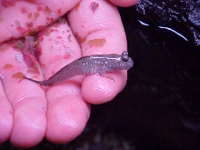 Mudskipper