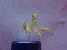 CB Mantis