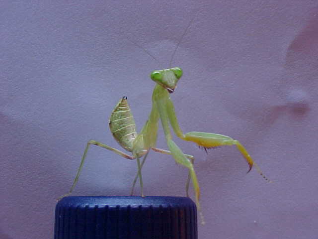 CB Mantis