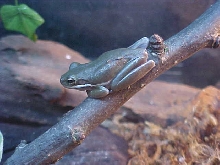 Green tree frog