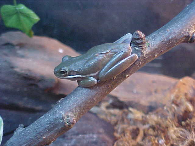 Green tree frog