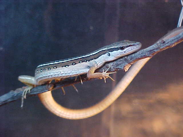 Long Tailed Lizard Chillin