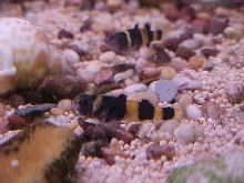 Bumble Bee Gobies